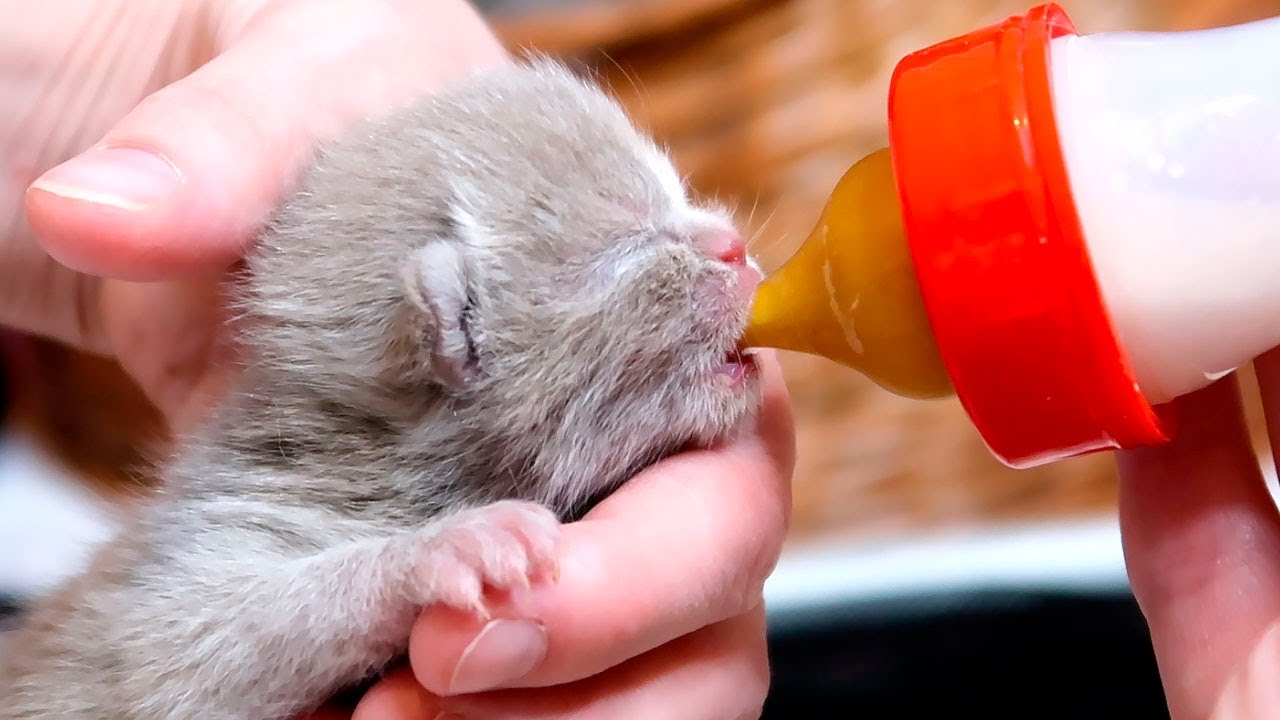 Cute Hungry newborn kittens are trying to drink all the milk in the world! @Sleet Kitten