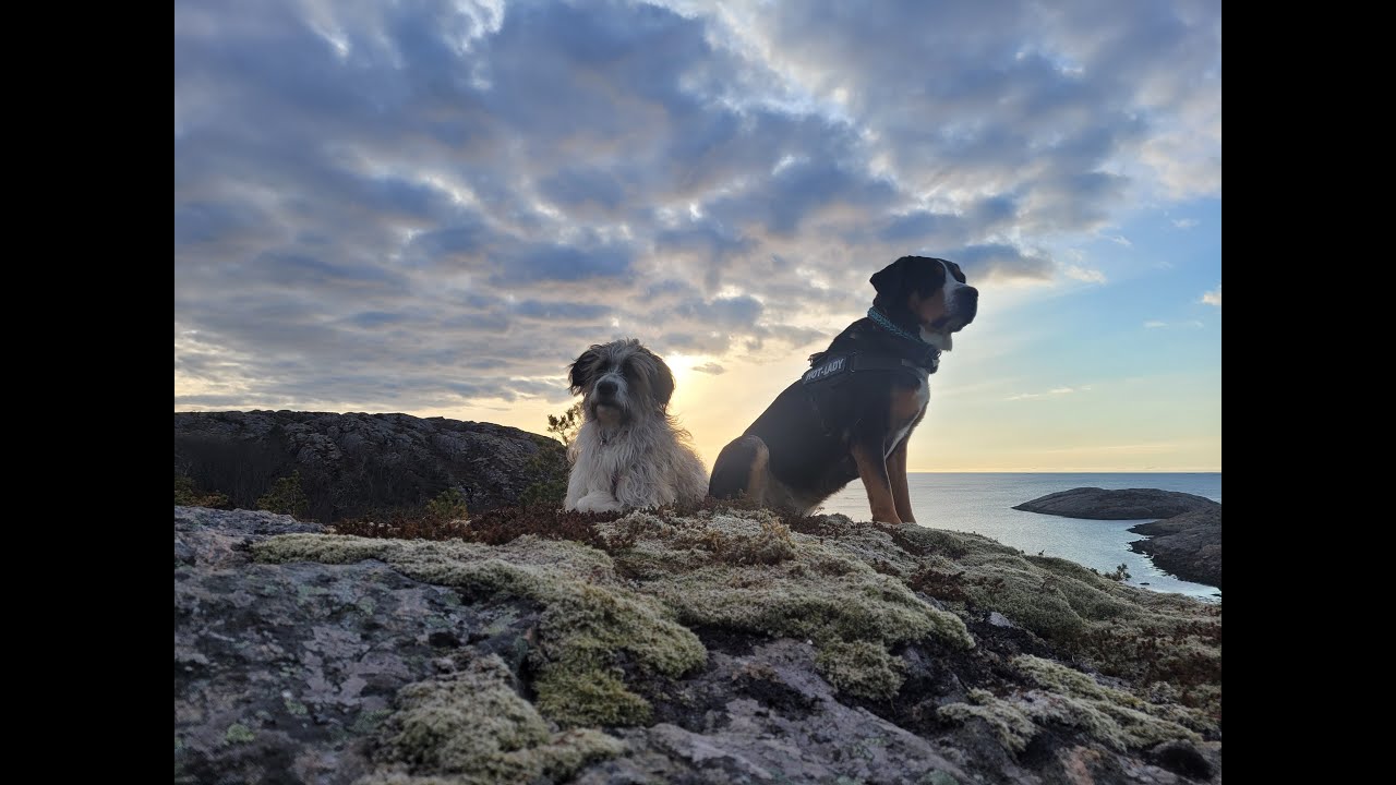 Auf der Jagd durch die Natur. Hunde Dokumentation. Wanderungen durch die norwegisch Natur