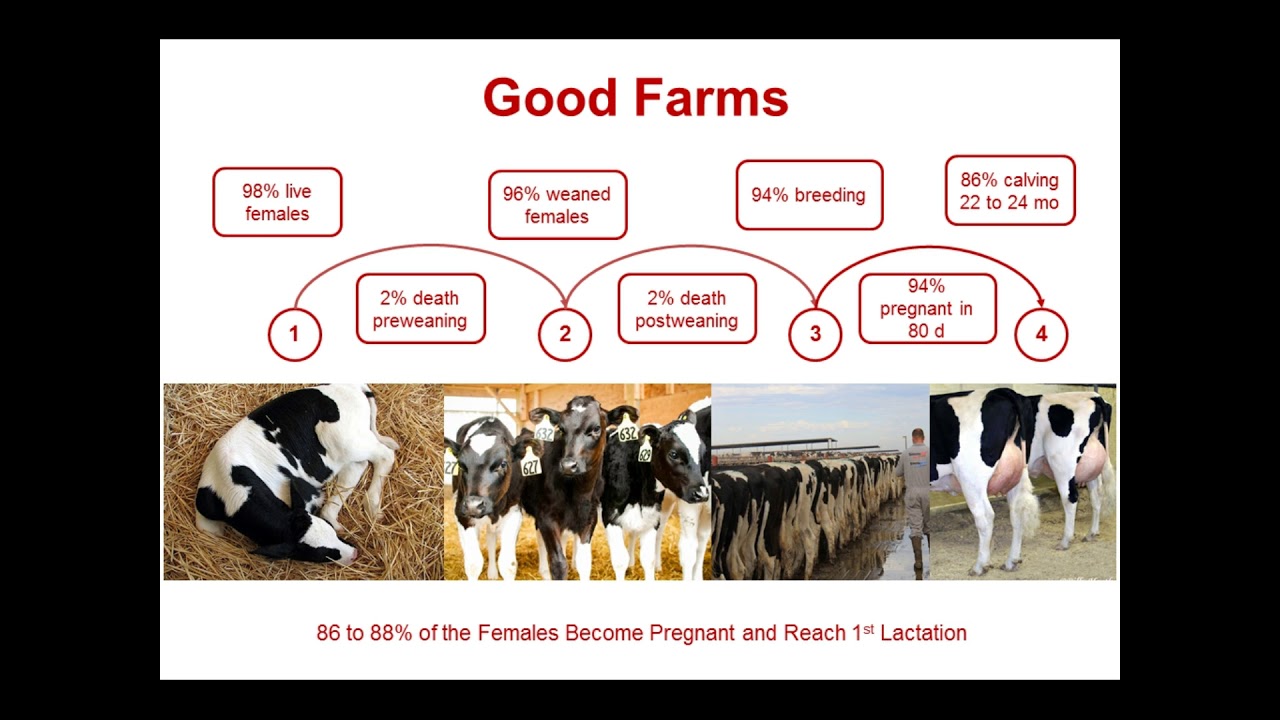 South East Dairy Stewardship: Calf Care (Dr. Jose Santos, Univ. of Florida)