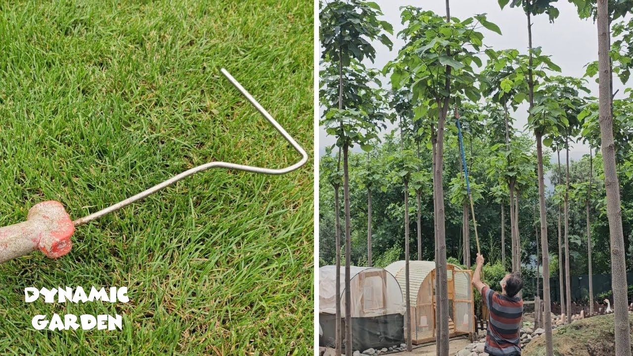 Make your own pruning tools _ The simplest pruning tool for 3-year-old Paulownia