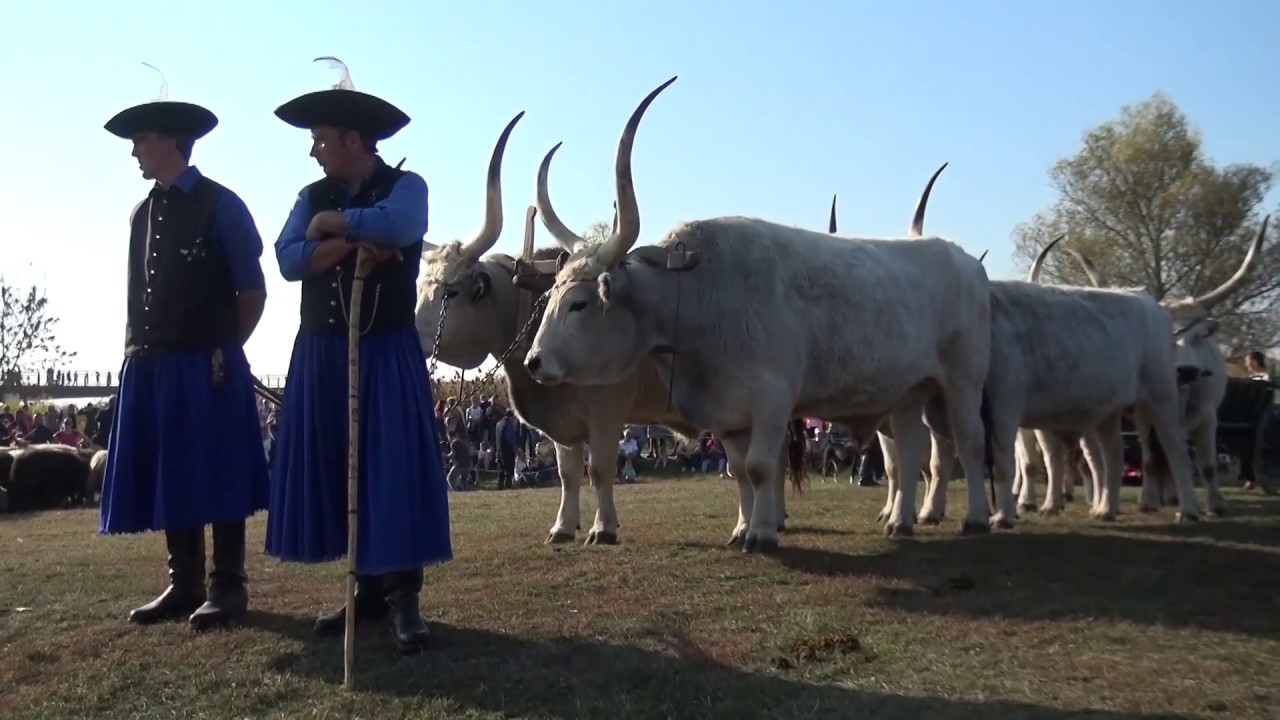 Behajtási Ünnep és Darufesztivál Hortobágy, 2019