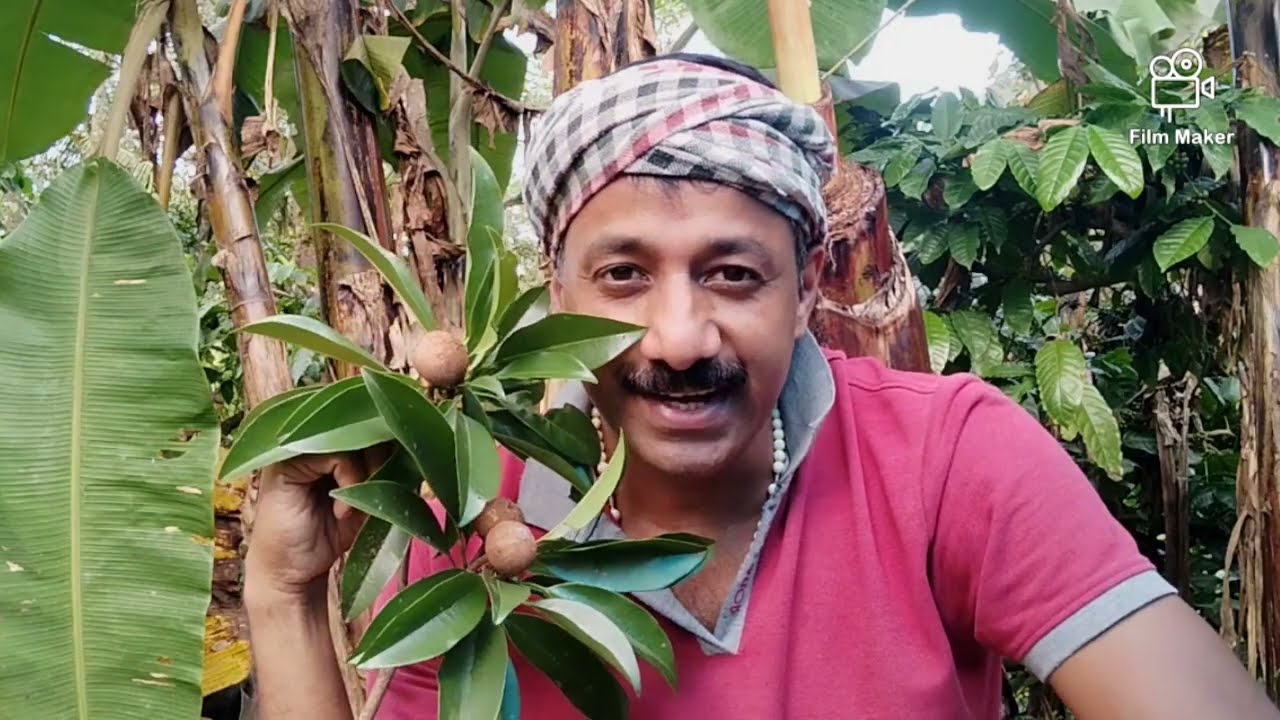 വാഴ വെട്ടി നട്ടാൽ ഇരട്ടി വിളവ് കിട്ടും | എളുപ്പത്തിൽ കായ പിടിക്കാനുള്ള ഐഡിയ |