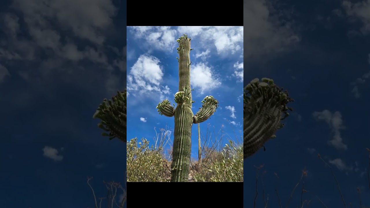 #arizona #arizonahiking #tucson #tucsonhiking #arizonahighways #tucsonart #u2