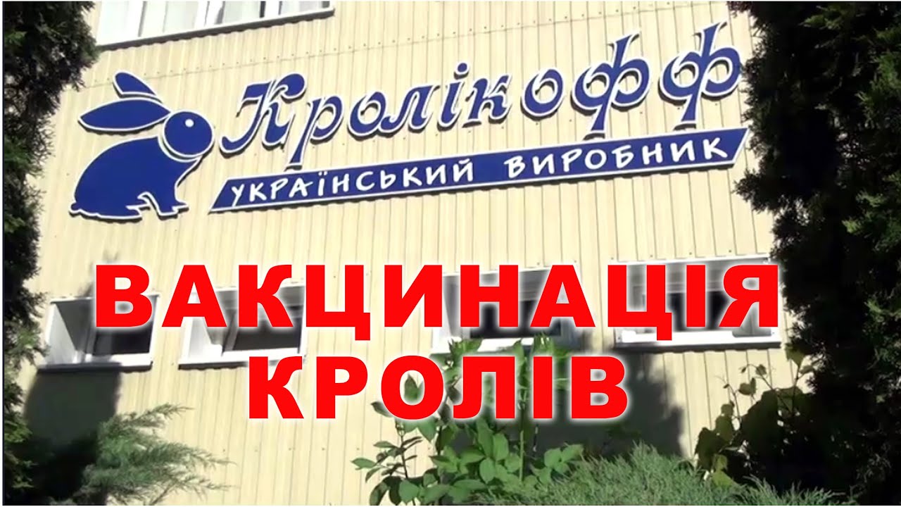 Захворювання кролів та їх профілактика. Нюанси вакцинації