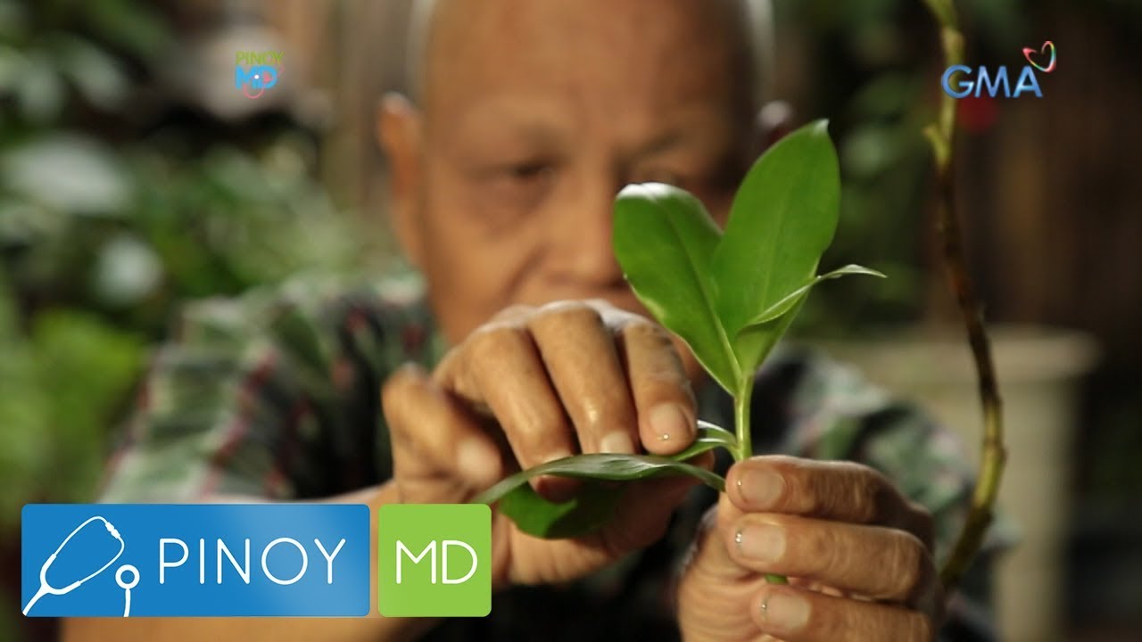 Pinoy MD: Insulin plant, epektibo bang lunas sa diabetes?