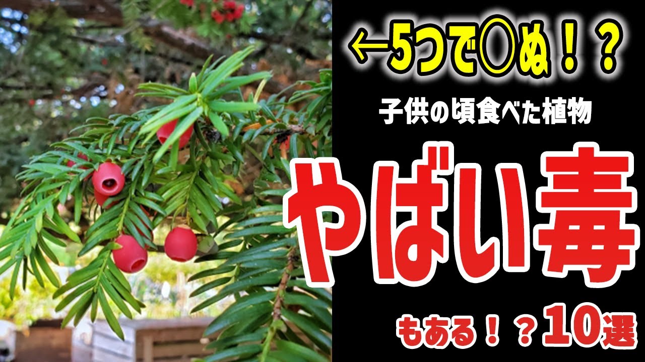 【ゆっくり解説】スカンポ…グミの実…懐かしの植物に毒！？