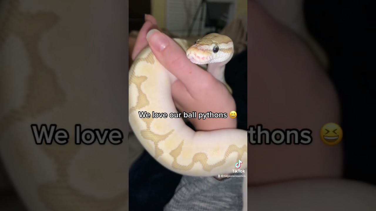 Cute ball python looking around ❤️❤️ #ballpython #snake #cuteanimals #adorablepet #animals #shorts