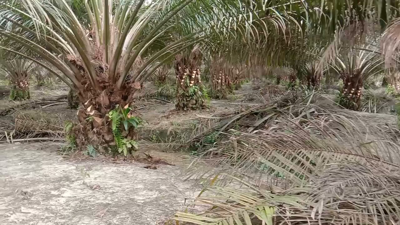 memastikan hasil kerja borongan pruning sawit