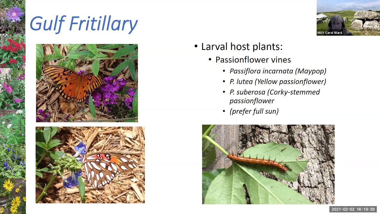 Webinar: Butterfly Gardening