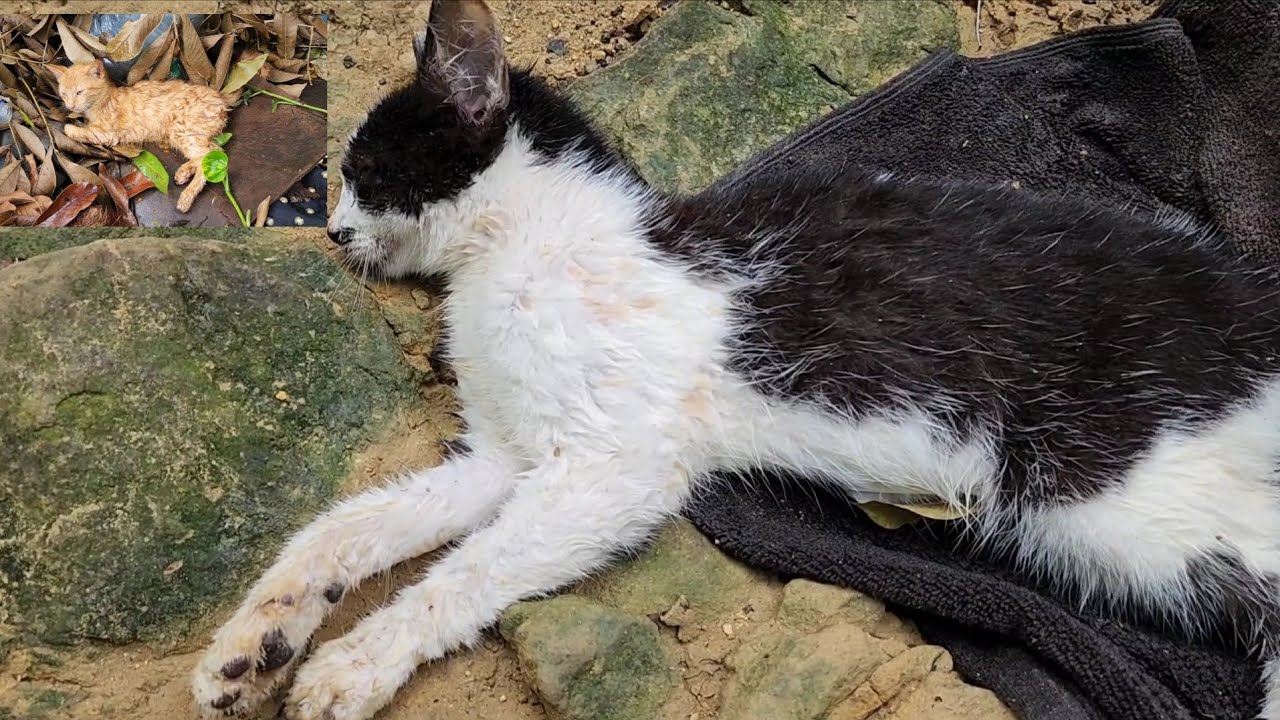People look at this something don't right here the cats are dying off