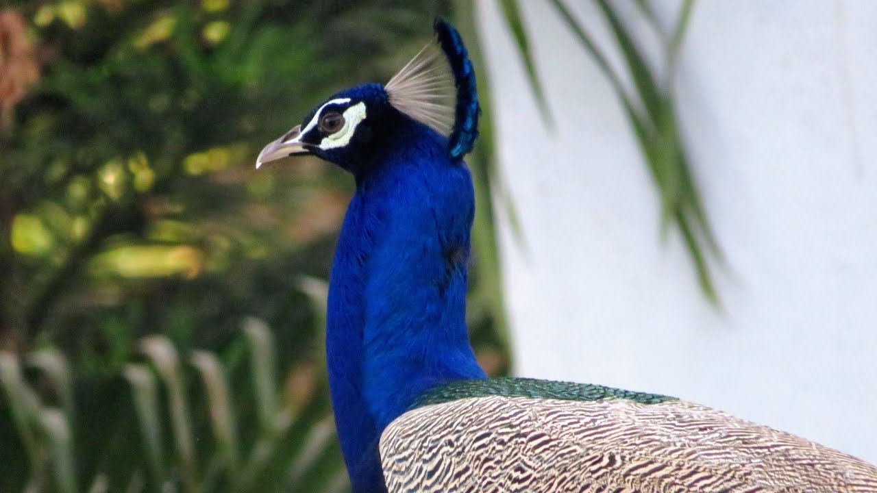 Morning Bird Sounds - Relaxing with Indian Birds Calling Voices