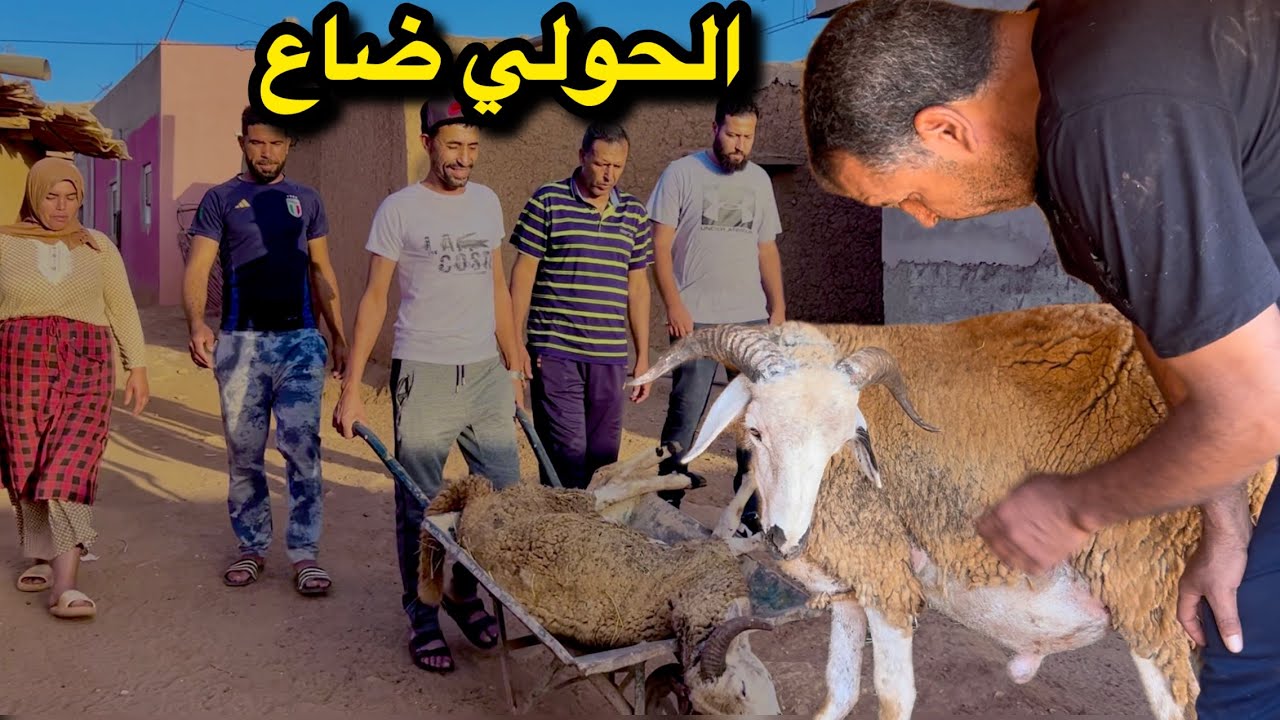 با قاسم مسكين ضاع ليه الحولي 💔