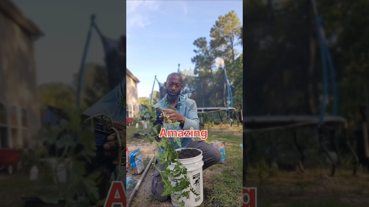 Watermelons in Buckets? Container Growing Secrets Revealed! #watermelon #GardeningwithBearBrown