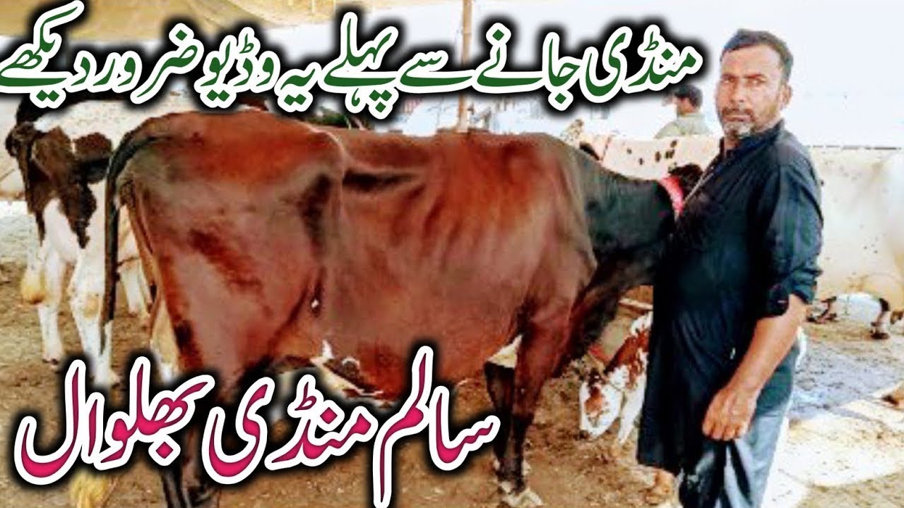 Salam Cow Mandi Jarsey breed Australian Fresian Cholistani cross breed cows review !Ali Best