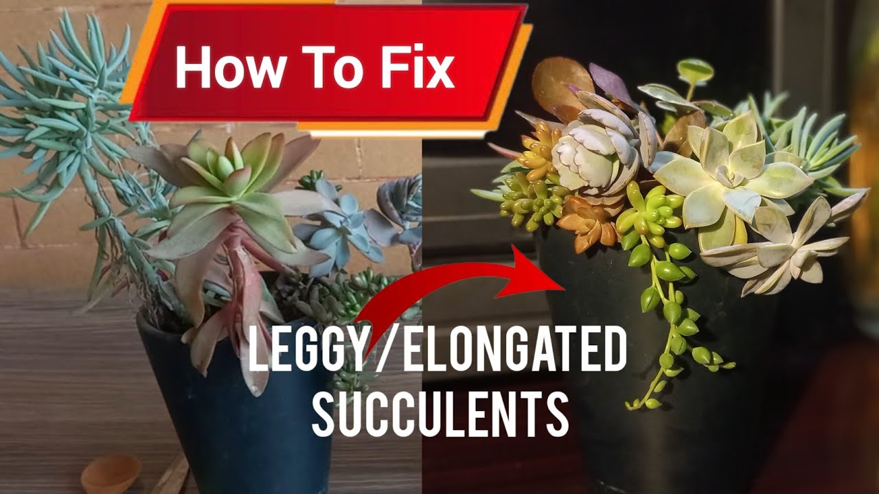 How To Fix Elongated Succulents | Leggy Succulents - Repotting Leggy Succulents 