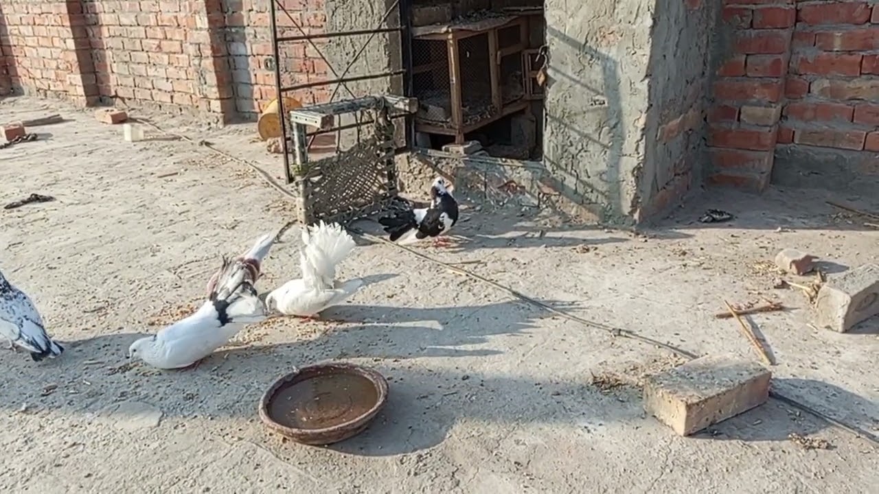 My cute lucky pigeon viral video #virl video # trending long video #most viral pigeon in YouTube 