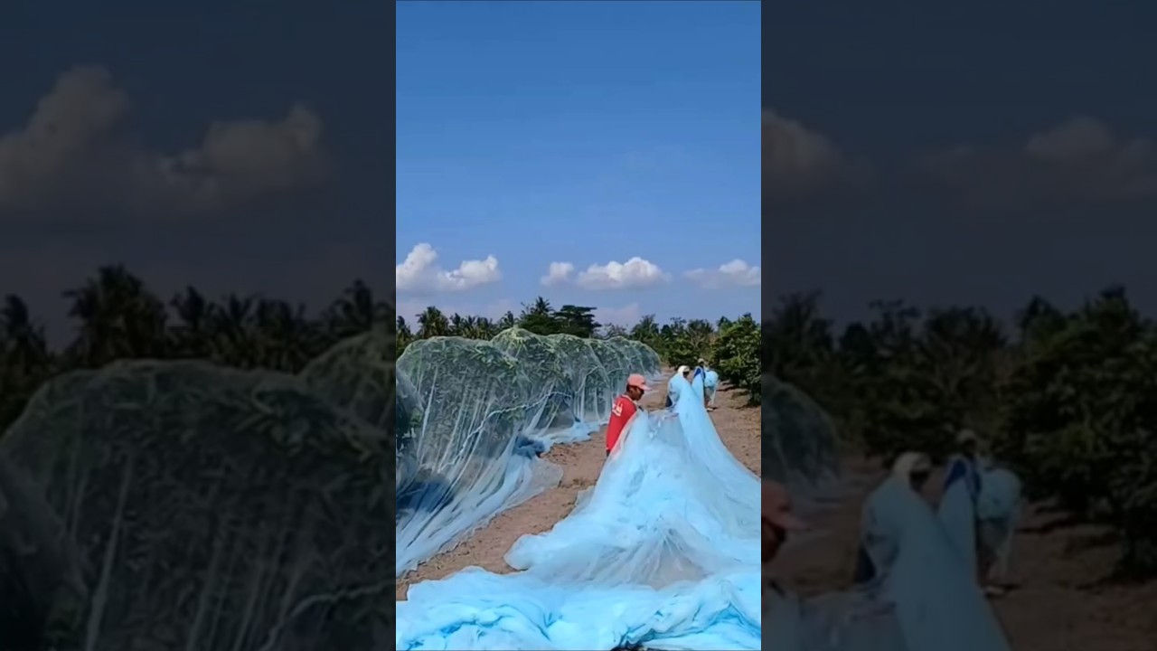 Cara mencegah serangan lalat buah pada jambu citra