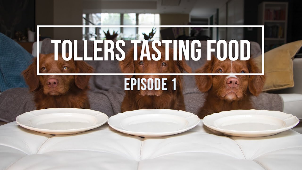 DOGS REACTING TO DIFFERENT TYPES OF FOOD - Tollers Tasting Food 1