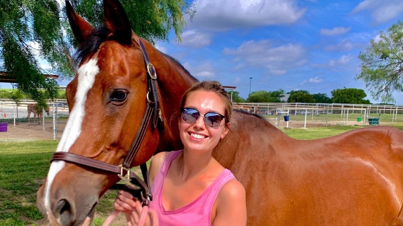 Horse Emergency! // Important symptoms of horse colic!