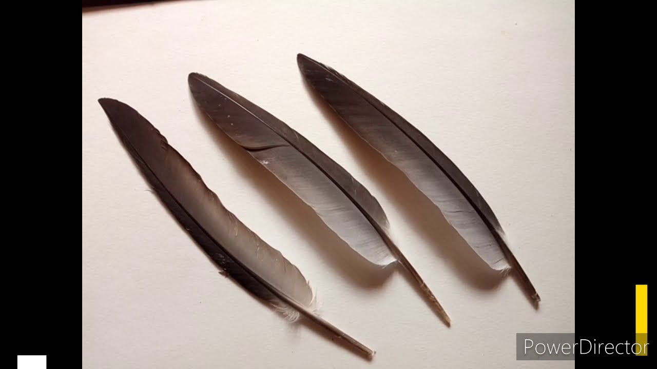 How to painting using Pigoen feather || Kabutar k par main kese painting kare || Part 1 ||