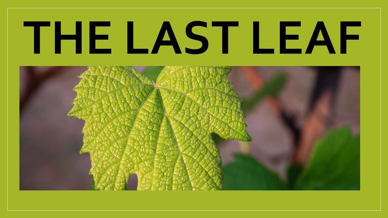 The Last leaf Class 9 English Moments Chapter 7  Explanation, word meanings