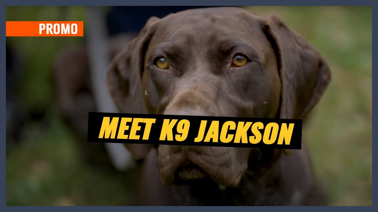 PROMO: Meet K9 Jackson- Carlisle PD