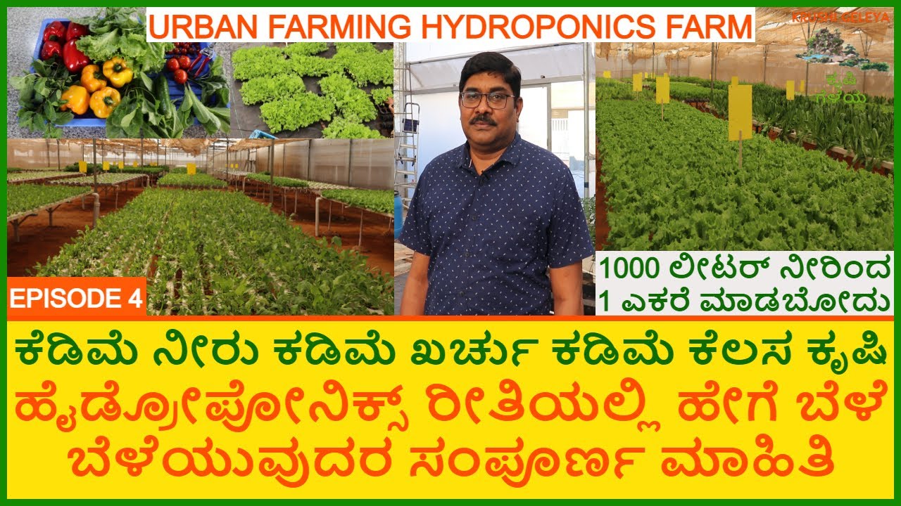 Growing Plants In Hydroponics Method | 30 ದಿನದಲ್ಲಿ ಬೆಳೆ ತೆಗೆಯಬಹುದಾದ ಜಲಕೃಷಿ | Urban Farming | Ep4