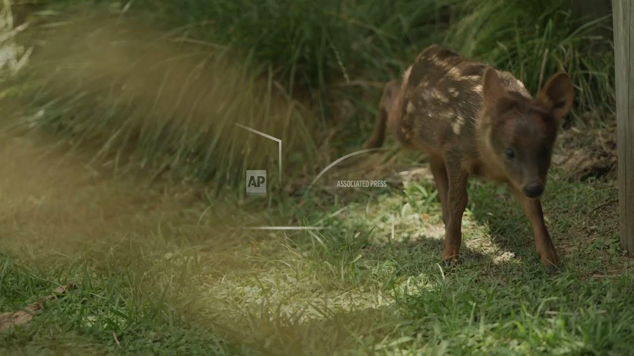 A rare Christmas gift: birth of tiny Pudu deer brings hope to conservationists in Argentina