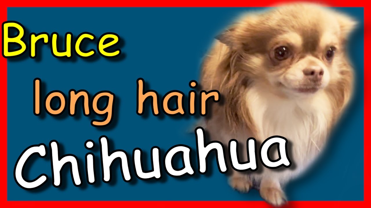 Unbelievable Dog Grooming Transformation of long haired Chihuahua!