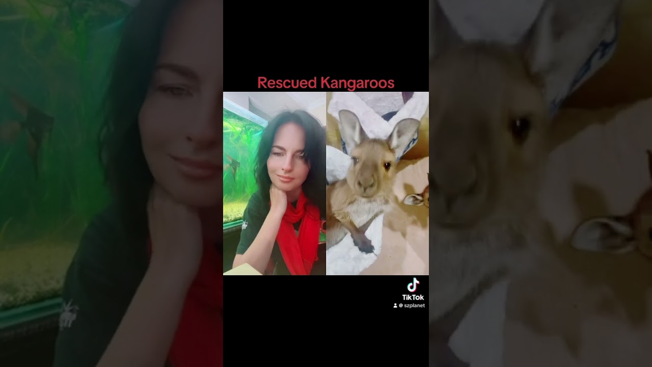 Kangala Wildlife Rescue💚🦘Rescued Kangaroos #kangaroos #babykangaroo #rescuedanimals