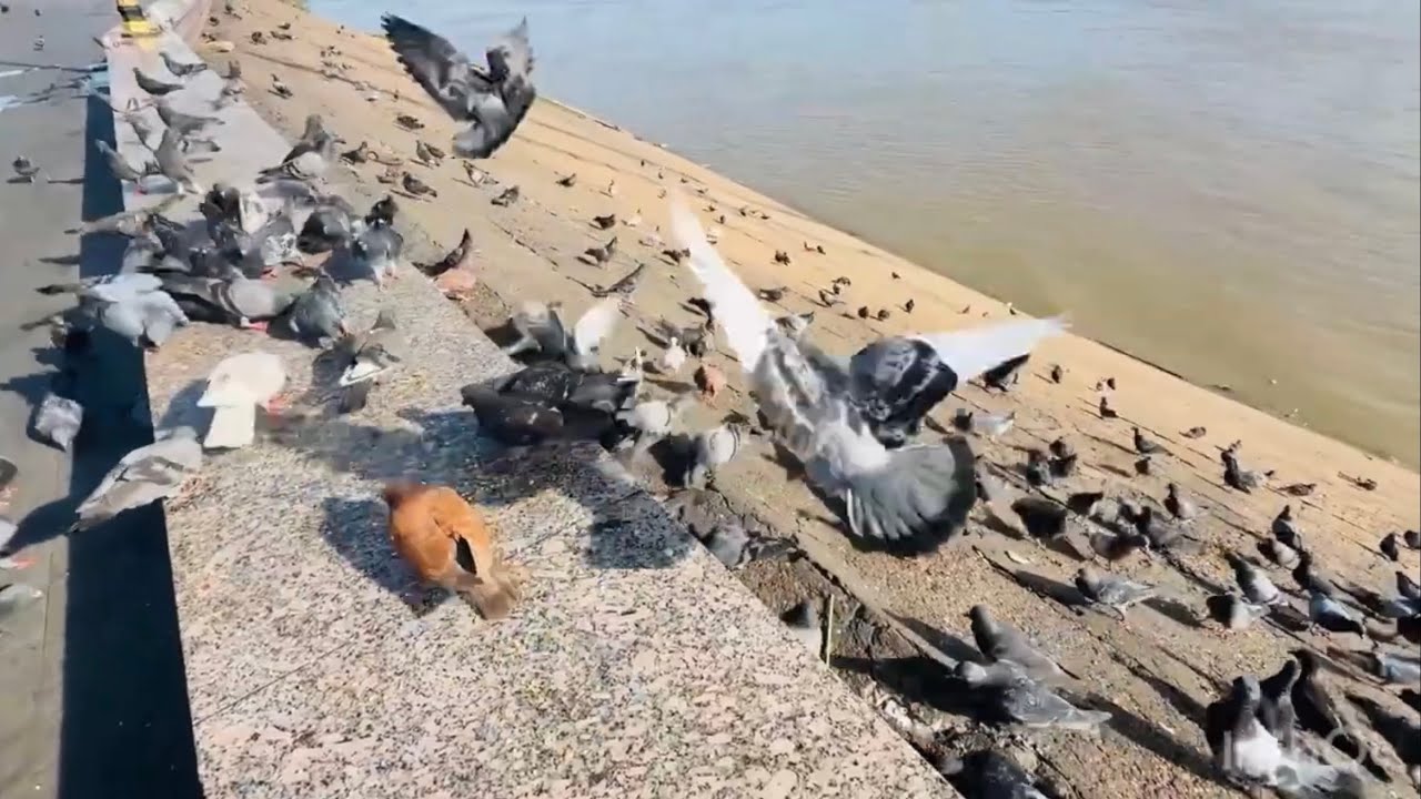 Come and enjoy feeding the pigeons at the water's edge.