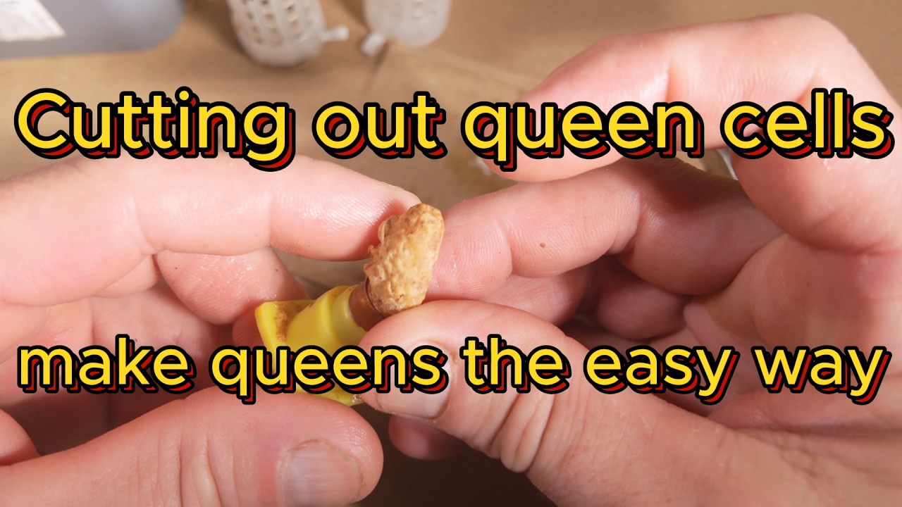 Cuttiing out queen cells and making hives hopelessly queenless.