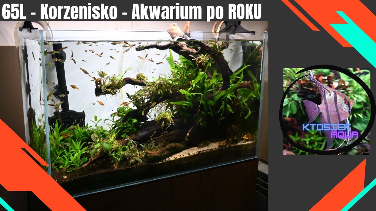 [65L Korzenisko] Akwarium po ROKU działania[Aquael Ultrascape 60]-16.05.2025