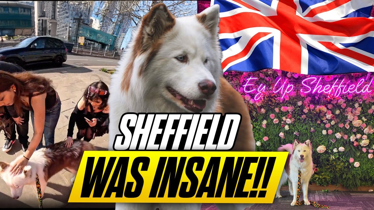 Sheffield’s Most UNFORGETTABLE Day… Thanks to My Husky!!