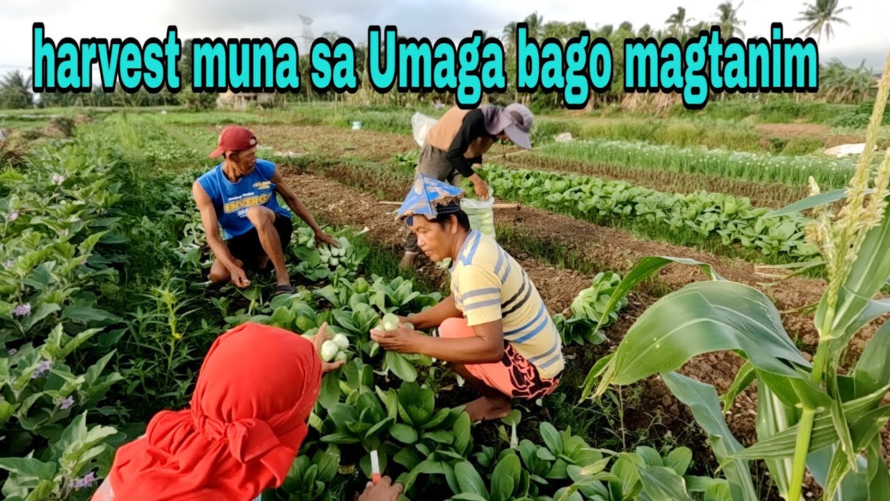 Harvest muna sa Umaga bago magtanim