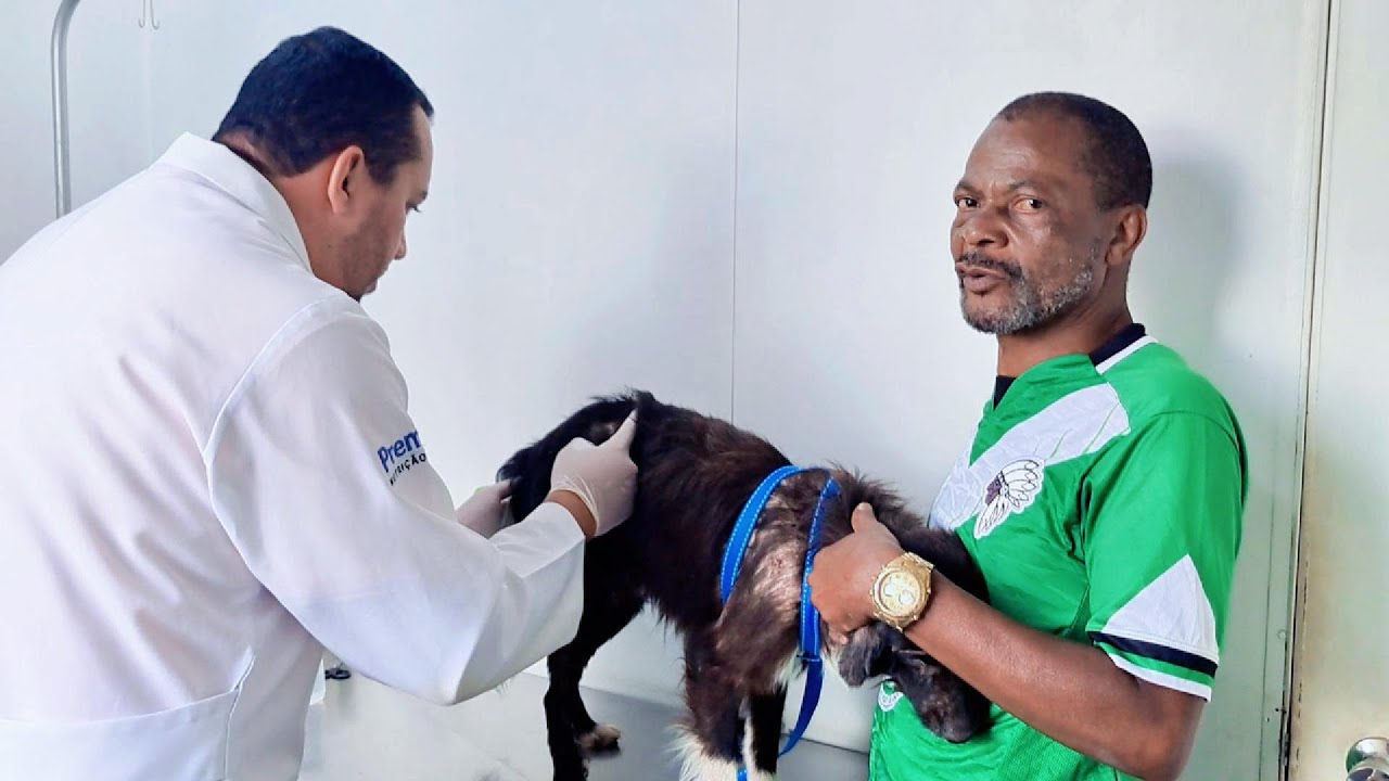 MISSÃO QUASE IMPOSSIVEL PRA LEVAR PÉ DE PANO E NAL AO VETERINÁRIO