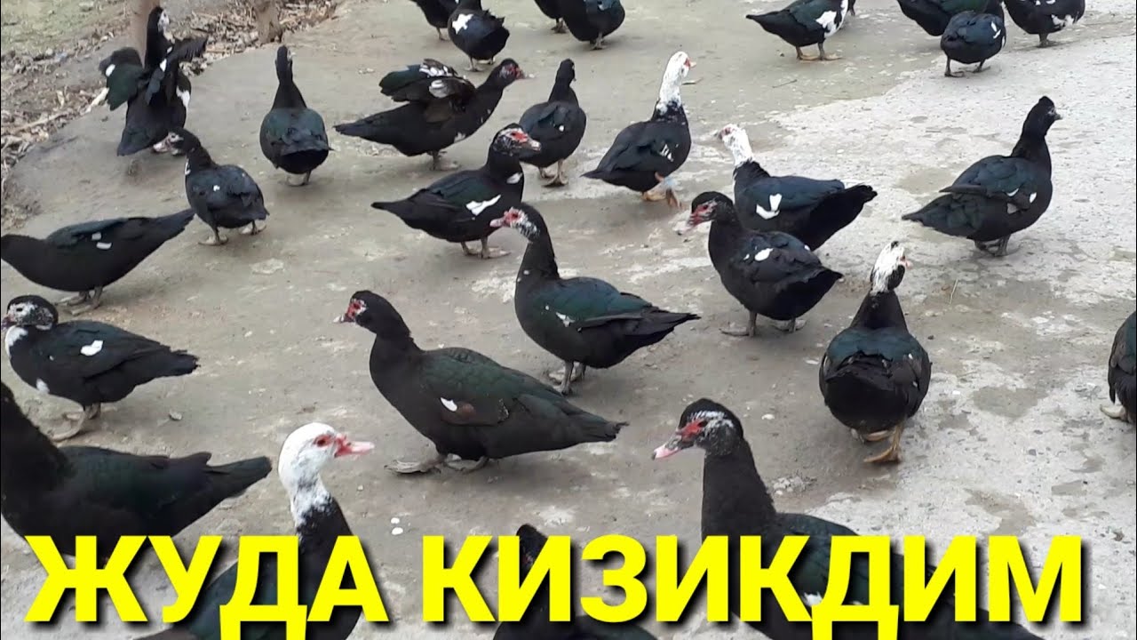 НЕГА ТУХУМЛАМАЯДИ САБАБИ ТОПИЛДИ