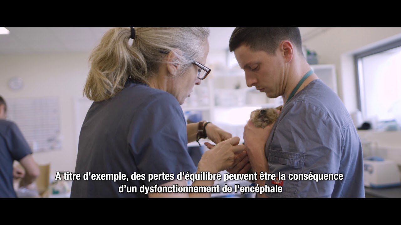 Service de Neurologie du Centre Hospitalier Vétérinaire ADVETIA