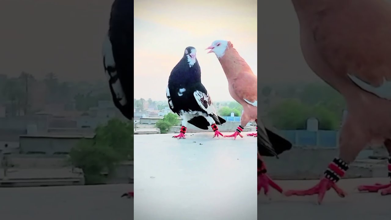 Kabootar bazi rangdar kabootar recar pegion larhty kabootar 🔥💯🕊️