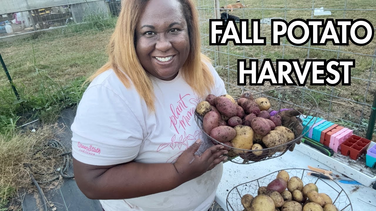 IN JUST 70 DAYS....MY 20+ Lb. FALL POTATO HARVEST!
