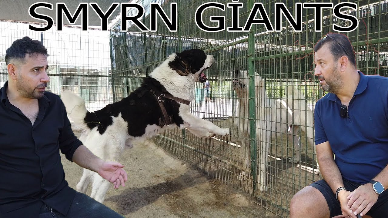 DEV -ALABAYLAR-IN GÜÇ GÖSTERESİ SMYRNA -GİANTS- HAKTAN ÇEVİK BAMBAMI ESKİ ÇİFTLİĞİNE GÖTÜRDÜM