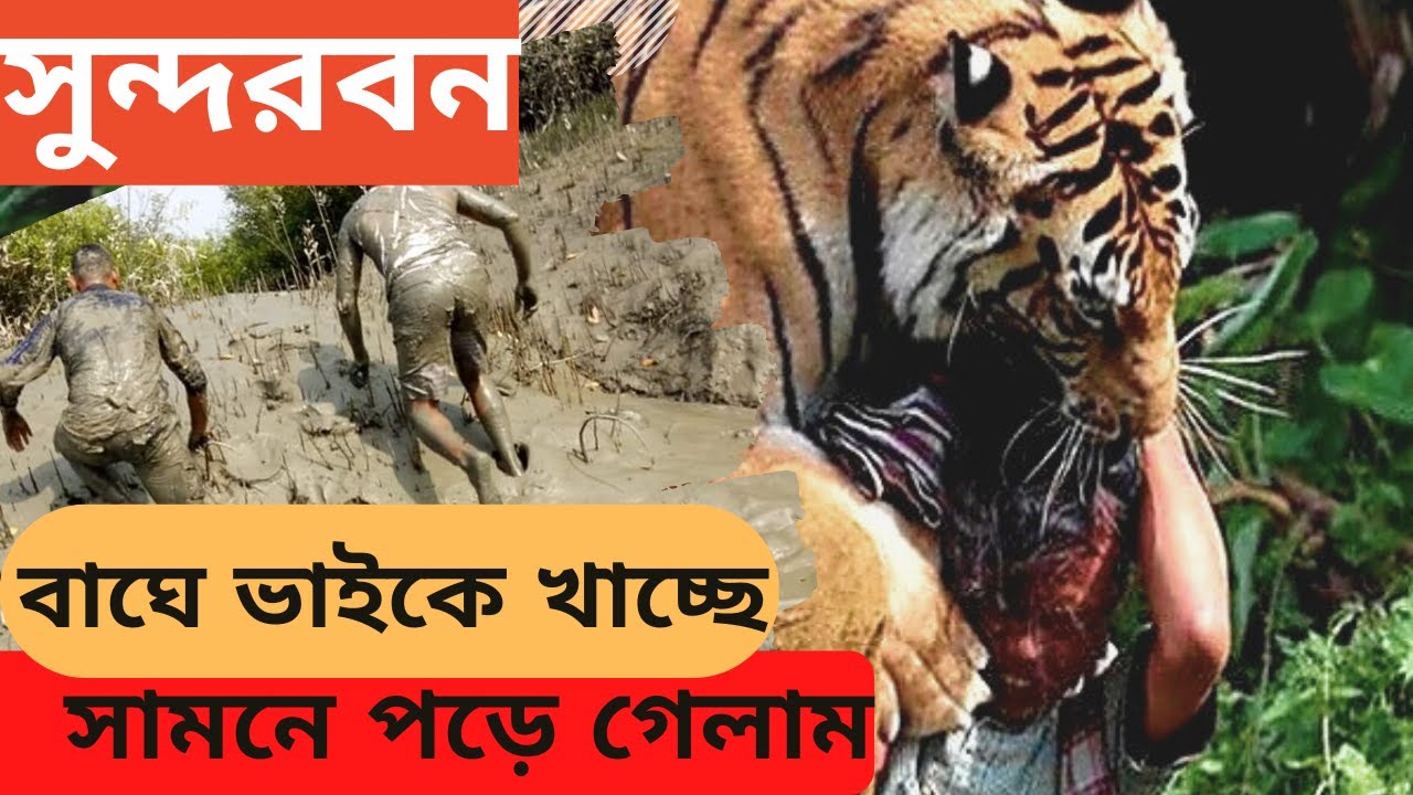 সুন্দরবনে বাঘে ধরা দুজন মানুষের গল্প/জঙ্গল থেকে একজন কে জীবিত উদ্ধার বাঘের মুখ থেকে/Sundarban tiger/