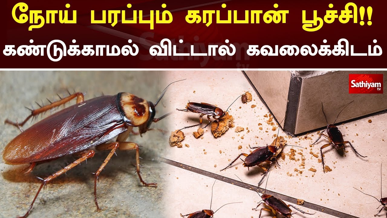 நோய் பரப்பும் கரப்பான் பூச்சி!!கண்டுக்காமல் விட்டால் கவலைக்கிடம் | Cockroach | Web Special