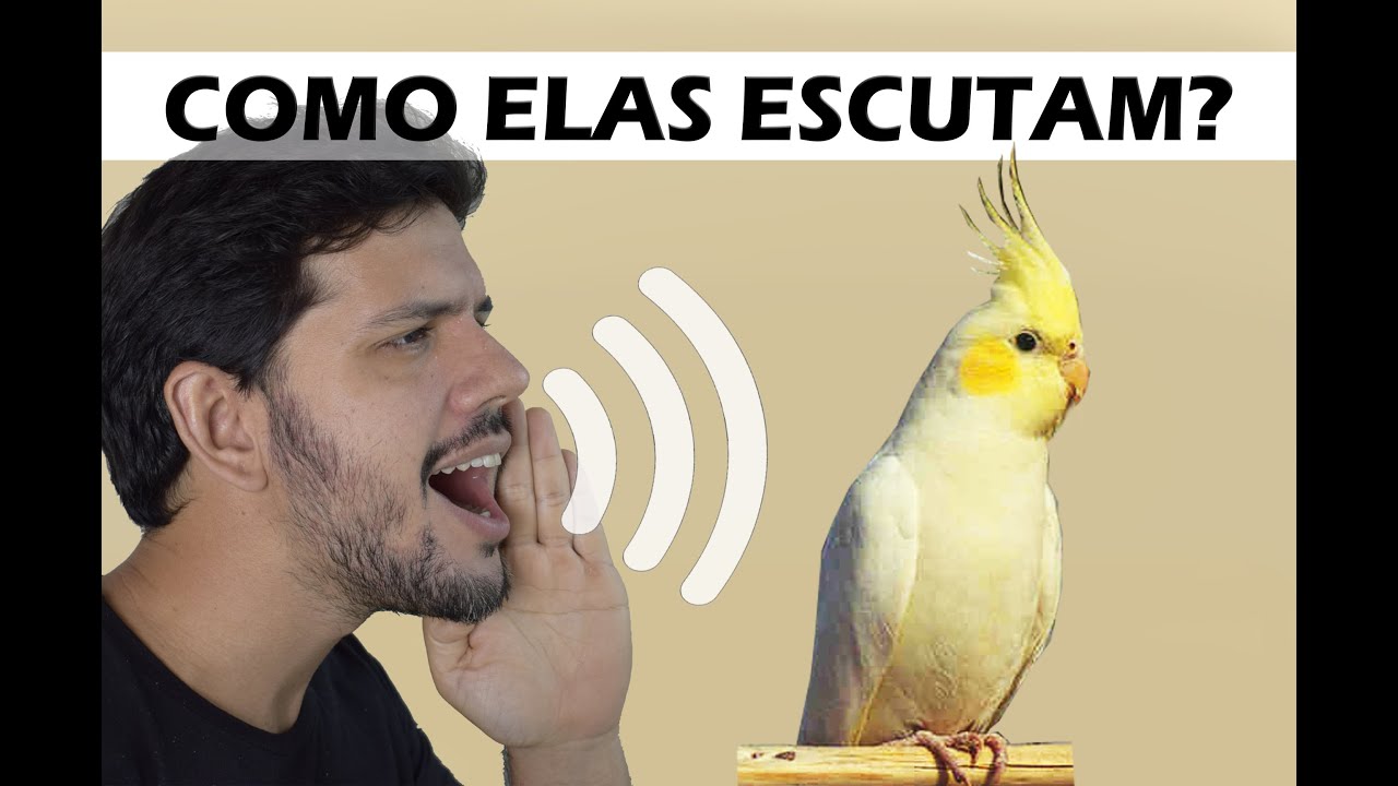 Como é a audição das calopsitas?