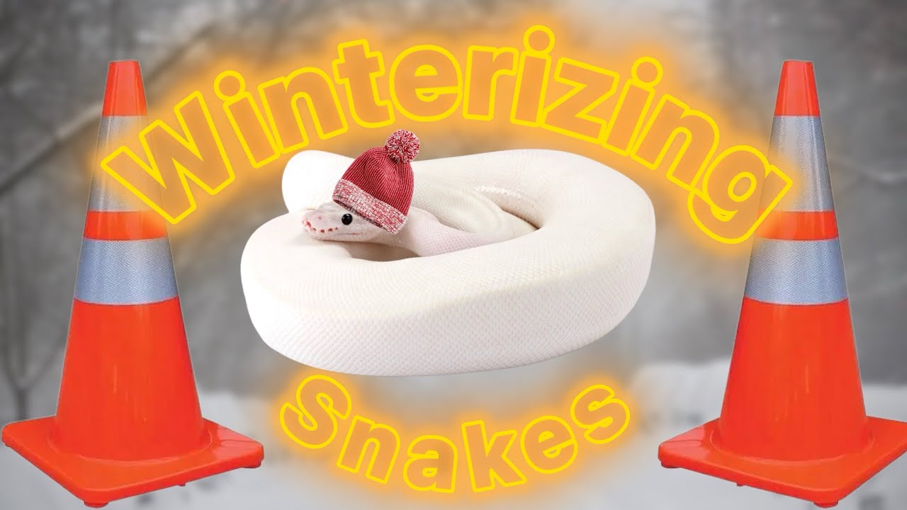 Caring for snakes in a winter emergency 