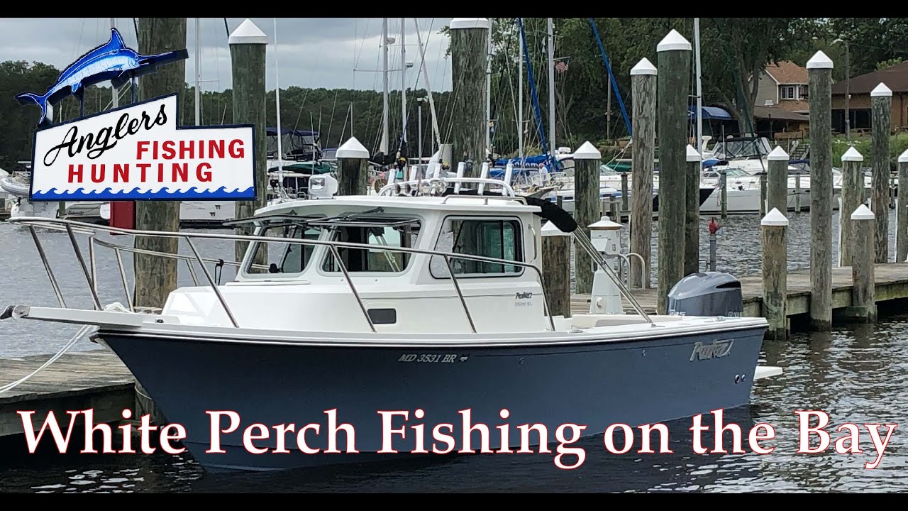 Perch Fishing How-Tos