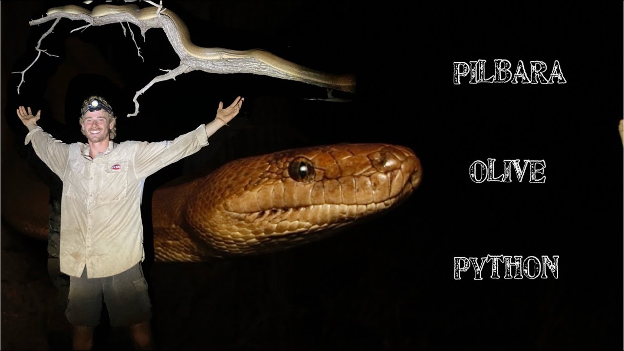THE SEARCH: FOR THE PILBARA OLIVE (finding one of Australia's biggest snakes)