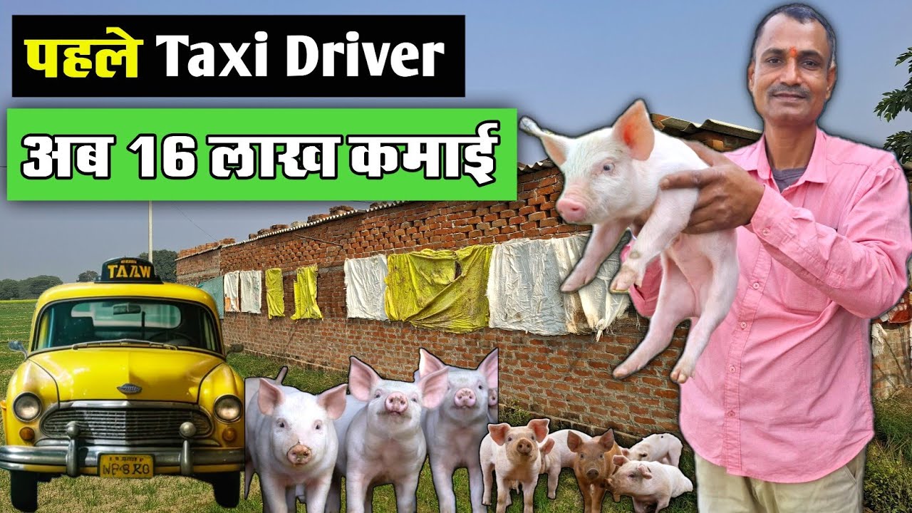 Pig farming business  || Pig farm || how to start a pig farming