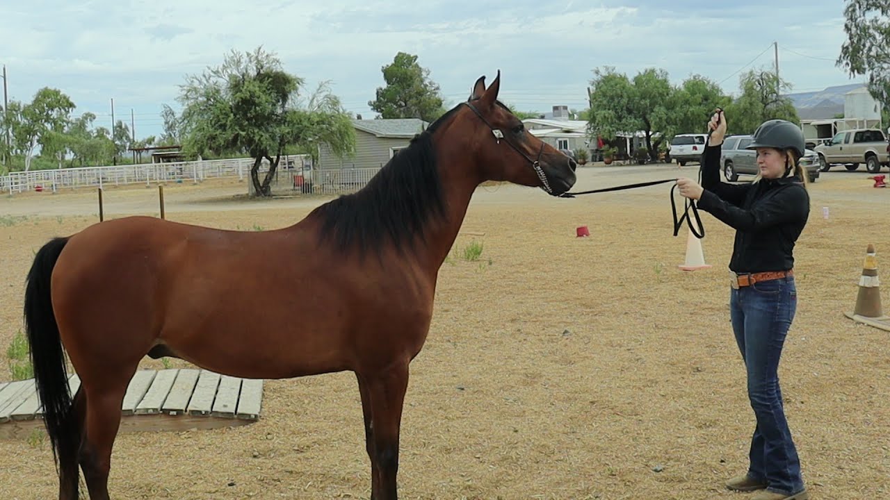 Halter Geldings/Stallions - SSC Summer Series | June 2024 Horse Show