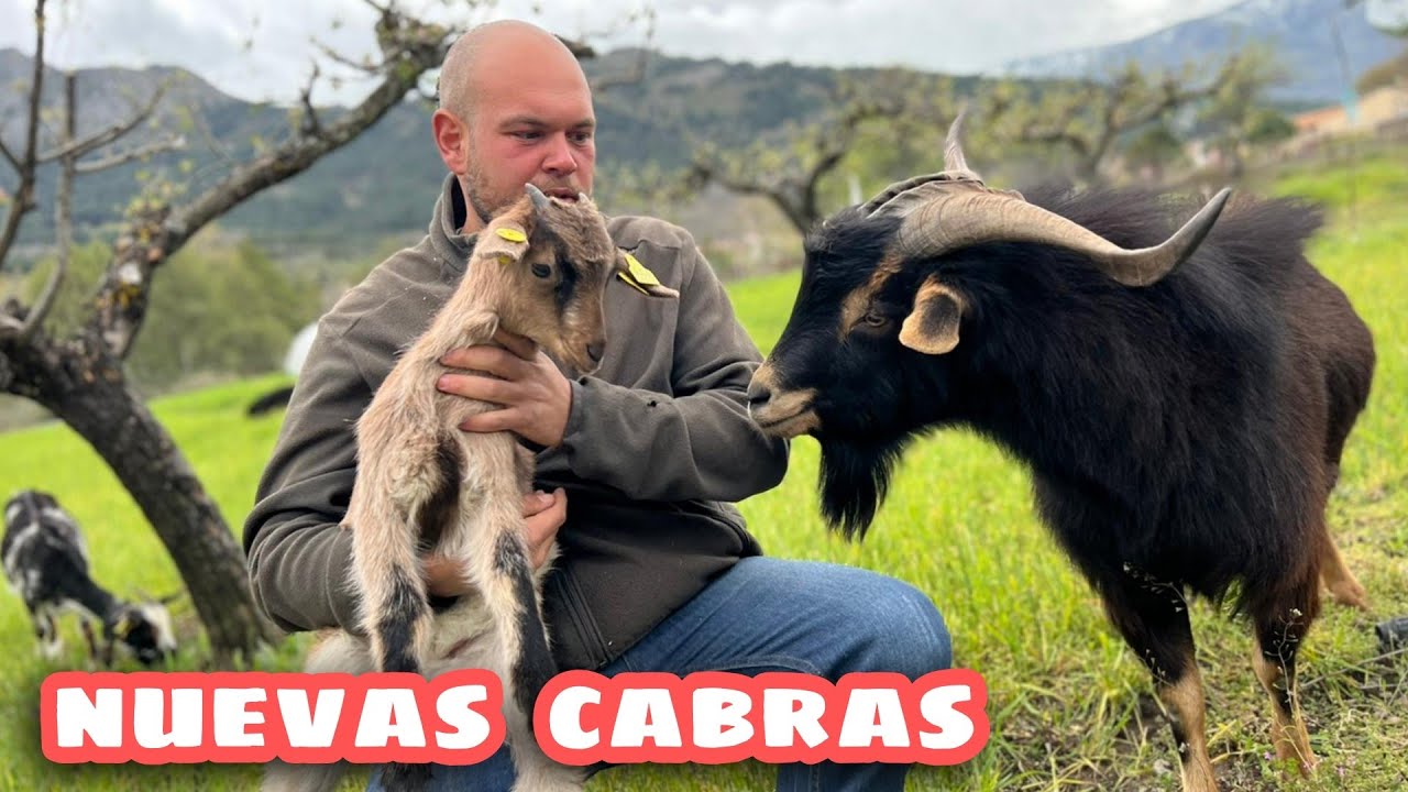 He comprado MAS CABRAS